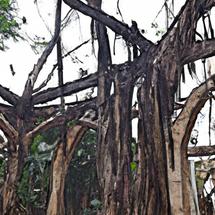 Oldest zoo adds endangered bats