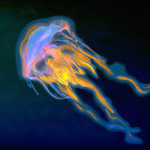 Oldest jellyfish species revealed in fossils